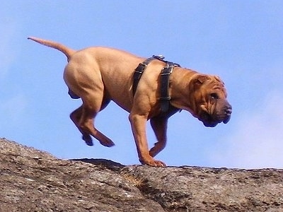 A red wrinkly faced Shar-Pei is wearing a harness and it is running across a large rock. The dog has a thick body.