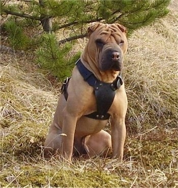 A tan wrinkly faced Shar-Pei dog wearing a thick black leather harness is sitting outside in grass and it is looking forward. The dog has a big square head and very small ears.