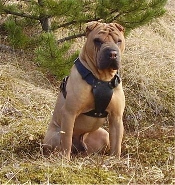 old shar pei