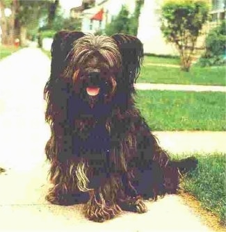 A thick coated, black with brown and white Skye Terrier is sitting across a sidewalk looking forward, its mouth is open and it looks like it is smiling. Its eyes are covered up with hair and its pink tongue is showing.