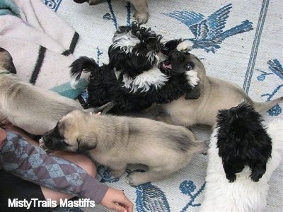 Mastiff pups playing with Havanese puppies