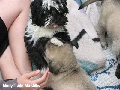 Puppies playing on a blanket