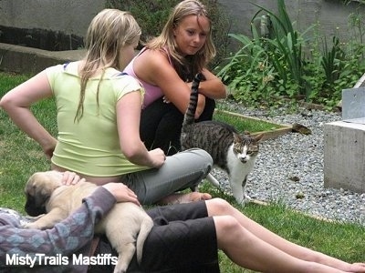 Puppy in the lap of a person. With Two Girls and a Cat in the background