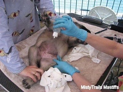 A person cleaning the area with alcolol while another person holds the puppy's legs