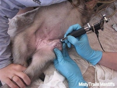 Close Up - puppy getting tattooed