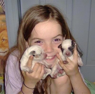 A girl in a pink shirt is holding two newborn Texas Heeler puppies in her hands.