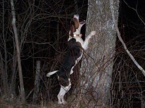 Coon Treed