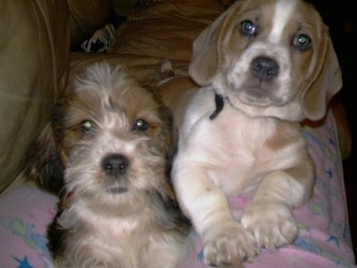 Close up front view - Two Tzu Basset puppies are laying down on a couch and they are looking up and forward. One dog has a short coat and the other has a wiry looking longer coat. They both have drop ears and a lot of extra skin with black noses.