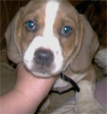 Close up front view - A shorthaired, brown and white Tzu Basset puppy is standing on a couch against a person laying in front of it.