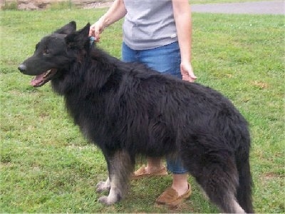 The back left side of a black with white Shiloh Shepherd that is standing in grass and in front of a person.