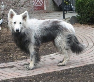 The left side of a white and black Shiloh Shepherd with VKH Syndrome that is standing across a brick walkway and it is looking forward.