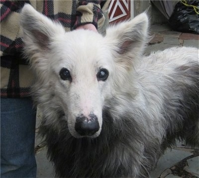 Close Up - A white and black the Shiloh Shepherd with VKH Syndrome is standing on a porch and it is looking forward.