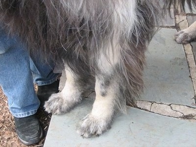 Close Up - The white legs of a Shiloh Shepherd that is afflected with VKH Syndrome.