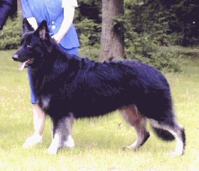 The left side of a black with white Shiloh Shepherd that is walking across a yard. There is a person behind it leading it.
