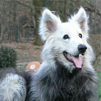 Close Up - The front right side of a white with black Shiloh Shepherd, with VKH Syndrome, that is laying in a yard