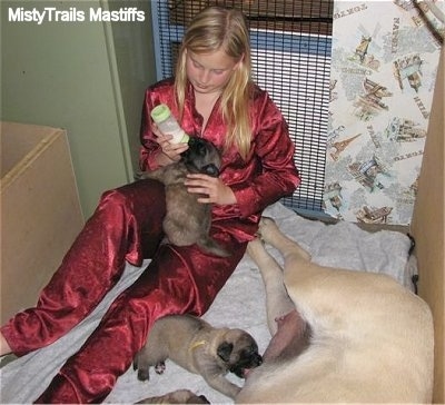 Puppy being fed from a bottle in the lap of a girl