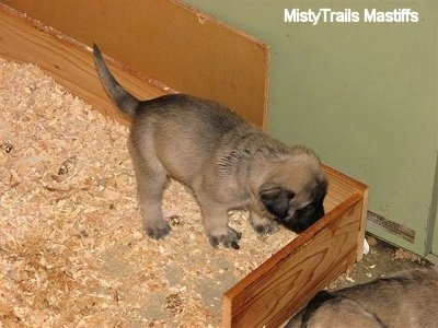 Puppy in the wood chip potty area