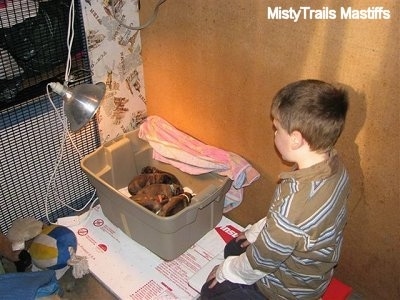 A boy looking over the basket of puppies