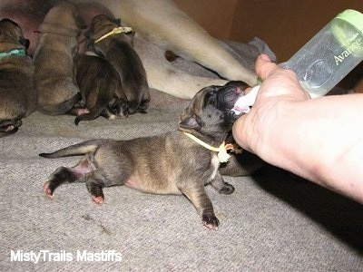 Puppy being fed from a bottle