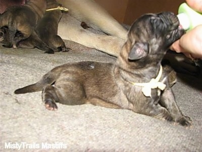 Close Up - puppy being fed from a bottle