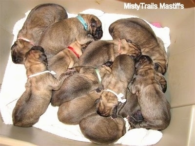 A Litter of Puppies in a box