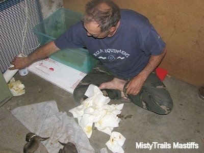 Man cleaning up the area were the puppies were pottied