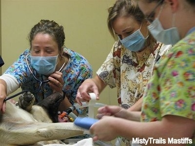 Ladies preparing a c-section on an English Mastiff