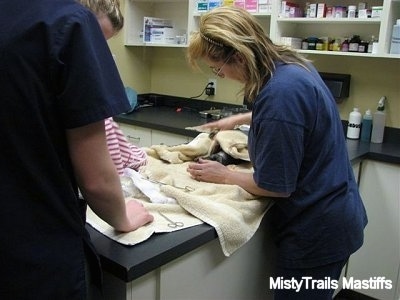 Puppy being cleaned by a towel