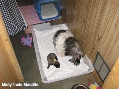 Catreeya the Havanese Dam Fostering English Mastiff Puppies