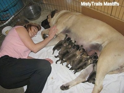 The Dam with the puppies and a person sleeping next to them