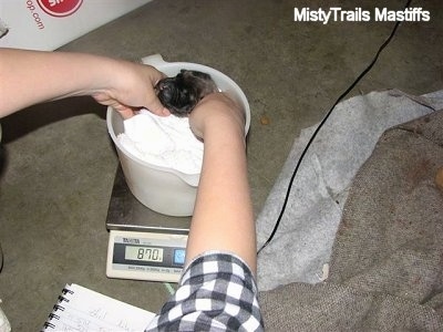 Puppy in a towel, in a bucket, being weighed