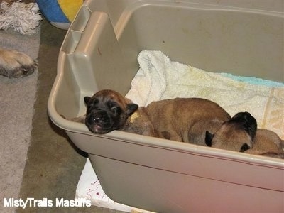 Puppy trying to climb out of a plastic bin