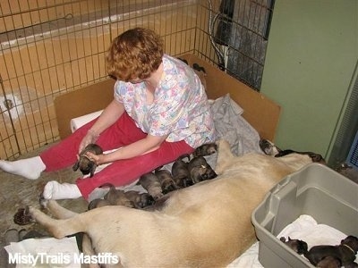 Sassy laying next to a bin with puppies in it while nursing her other puppies