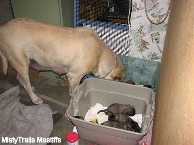 Dam is putting her head in the plastic bins, and licking her puppies