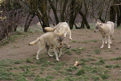 Two Wolves playing and One Wolf watching from the right of them.