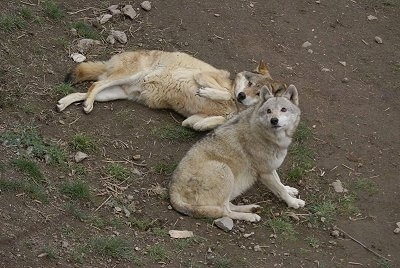One Wolf laying on its side and another Wolf is sitting next to it. 