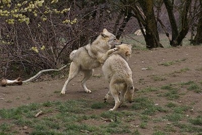 Two Wolves playing