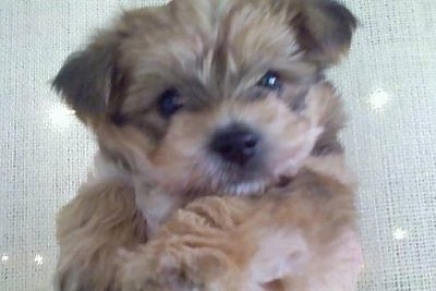 Bichon Terrier Puppy