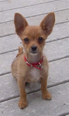 A tan with white Yorkillon puppy is sitting on a hardwood porch and it is looking forward. It has very large perk ears, a black nose and dark eyes. Its tail curls up over its back.