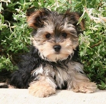 toy morkie puppies