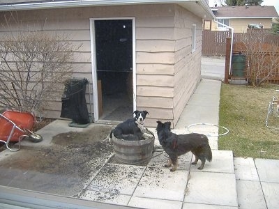 Crash the Border Collie/Lab is sitting in potted dirt and Zoe the Border Collie/Shepherd mix is standing in front of it