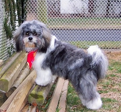 The left side of a thick coated, gray and white Zuchon dog standing up against wooden planks inside of a yard. It has on a red bandana and it is looking forward.