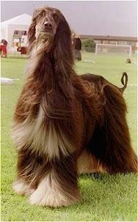 The front left side of a black with gray Afghan Hound that is standing in a field with its hair moving in the wind