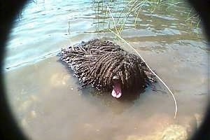A dreaded long coated, black Puli is standing in a deep body of brown pond water. It is looking to the left, its mouth is open and its tongue is out.