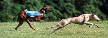 Two Azawakh Hounds running across a field