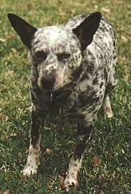 The front left side of a black and white Australian Cattle Dog that is standing in a lawn and it is looking forward.