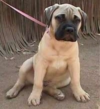 Bullmastiff puppy sitting outside in dirt in front of a fence
