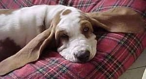 Basset Hound laying on a dog bed with its ears spread out to the sides