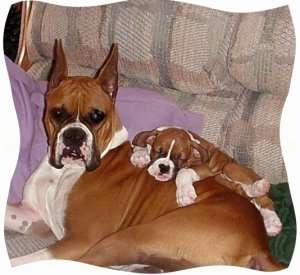 A full grown Boxer laying on a couch and a Boxer puppy sleeping on top of her back