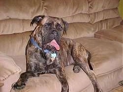 Sammy the Bullmastiff laying on a tan couch with its mouth open and tongue out to the side